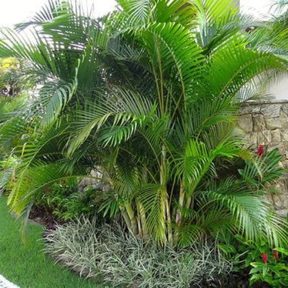 Areca Palm , Chrysalidocarpus lutescens (Outdoor)