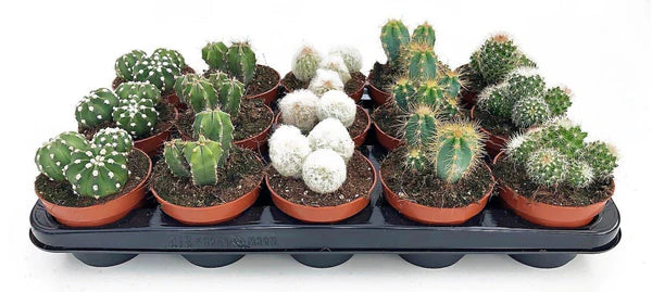 Cactus Mix 6 - 10 cm