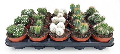Cactus Mix 6 - 10 cm
