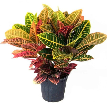 Croton Petra, Garden Croton (Outdoor)
