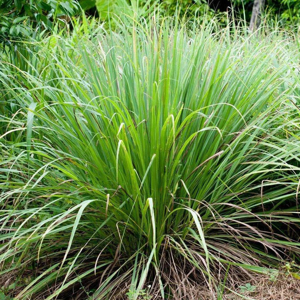 Lemon Grass, Cymbopogon Citratus