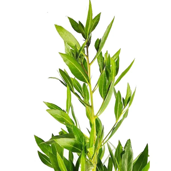 Damas tree, Conocarpus erectus