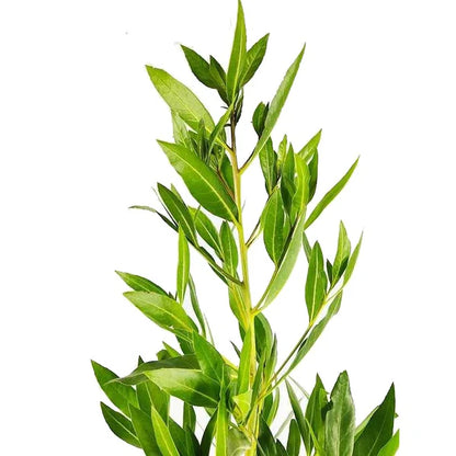 Damas tree, Conocarpus erectus