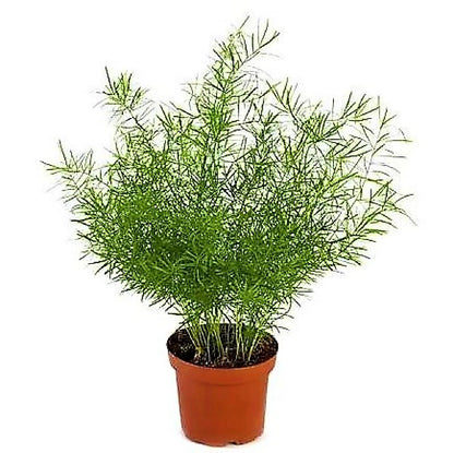 Asparagus sprengeri, Emerald feather, Emerald fern, Sprenger’s asparagus (small)