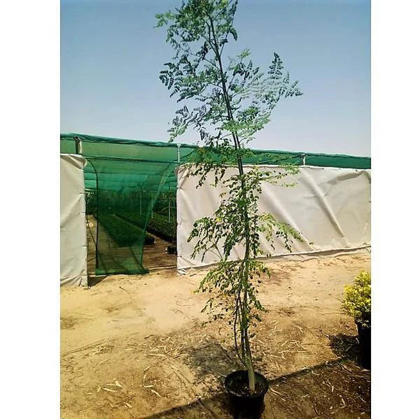 Moringa Oleifera, Drum Stick