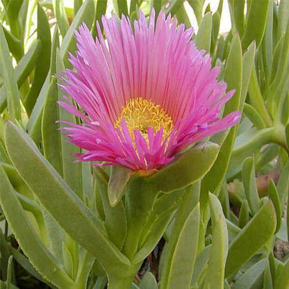Carpobrotus Edulis, Ice Plant (small)