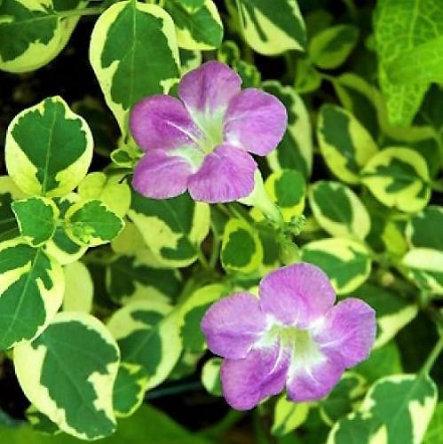 Asystasia Gangetica, Chinese Violet