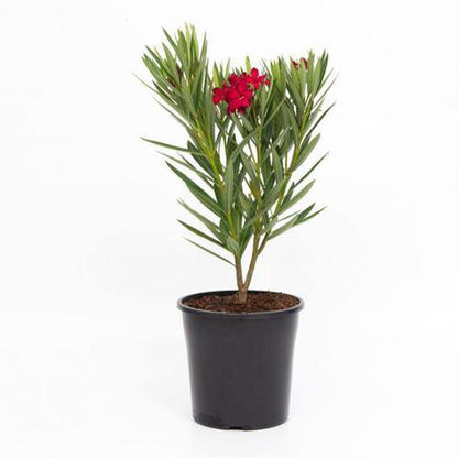 Nerium Oleander