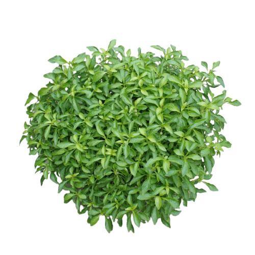 Alternanthera Ficoidea, Gold (small)