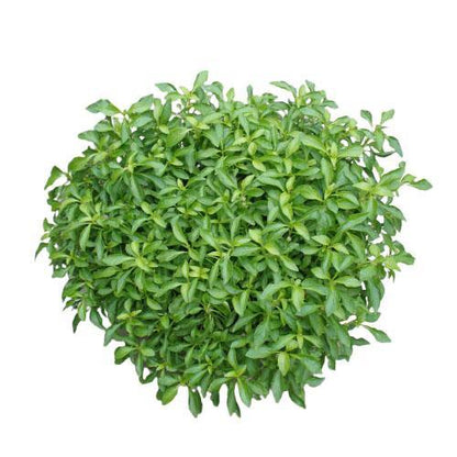 Alternanthera Ficoidea, Gold (small)