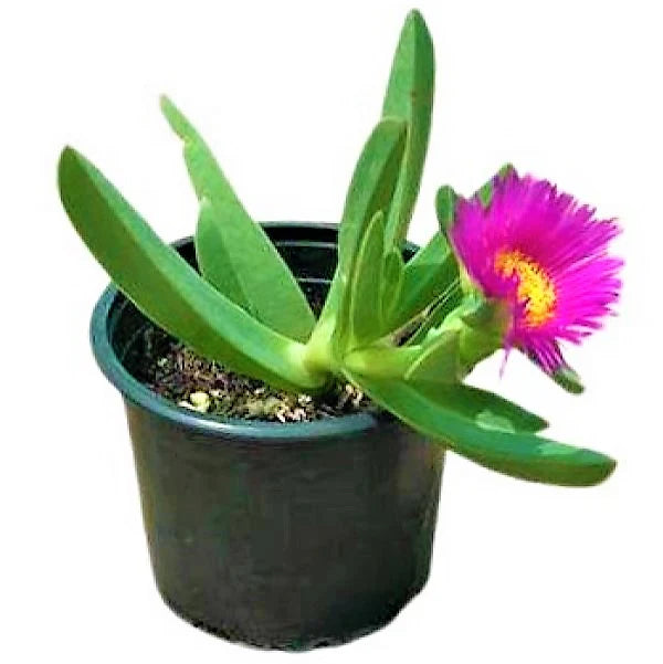 Carpobrotus Edulis, Ice Plant (small)