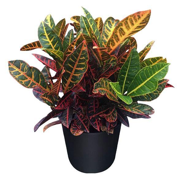 Croton Petra, Garden Croton (Outdoor)