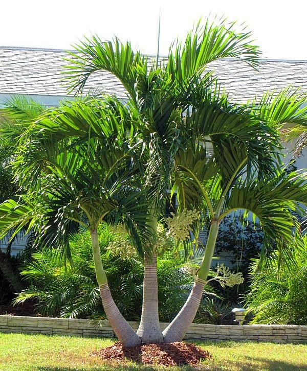 Manila Palm, Veitchia Merrillii