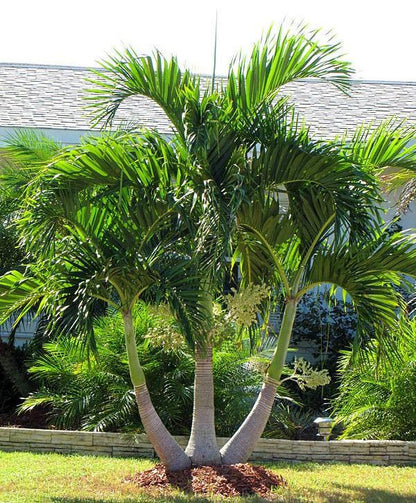 Manila Palm, Veitchia Merrillii