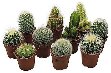 Cactus Mix 6 - 10 cm