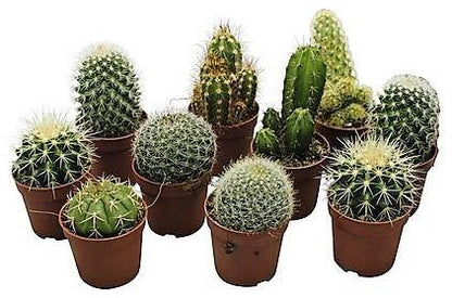 Cactus Mix 6 - 10 cm