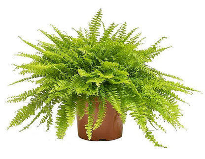 Nephrolepis exaltata, Green Lady, Boston Fern or Sword Fern