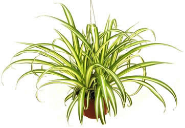 Spider Plant, Chlorophytum comosum, Variegatum