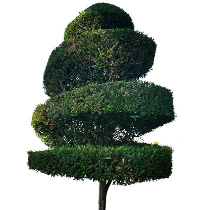 Damas tree, Conocarpus erectus