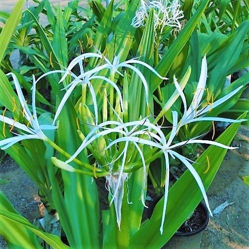 Crinum asiaticum, Spider lily or Seashore lily