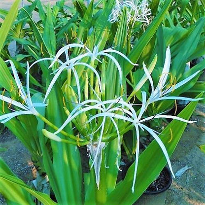 Crinum asiaticum, Spider lily or Seashore lily