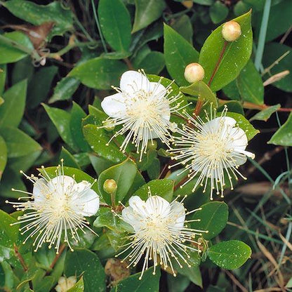 ‎Myrtle, Myrtus Communis
