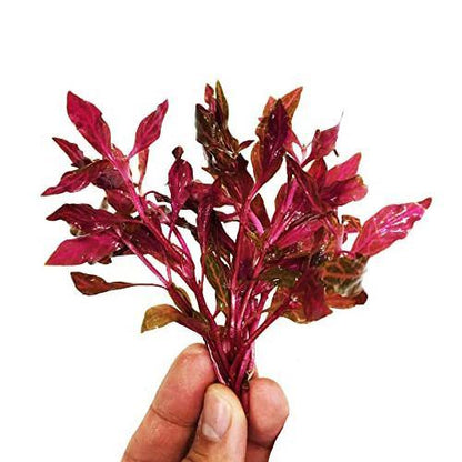 Alternanthera Red, Red Sessile, Joyweed (small)
