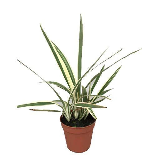 Dianella Tasmanica, Variegata, Tasman Flax-lily