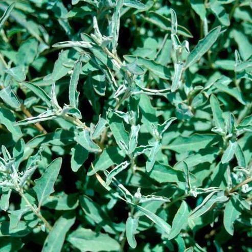 Atriplex semibaccata, Salt Bush