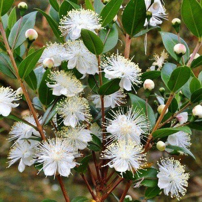 ‎Myrtle, Myrtus Communis