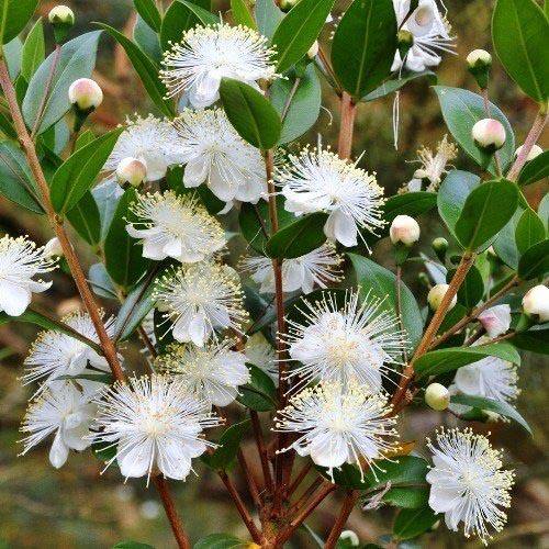 ‎Myrtle, Myrtus Communis