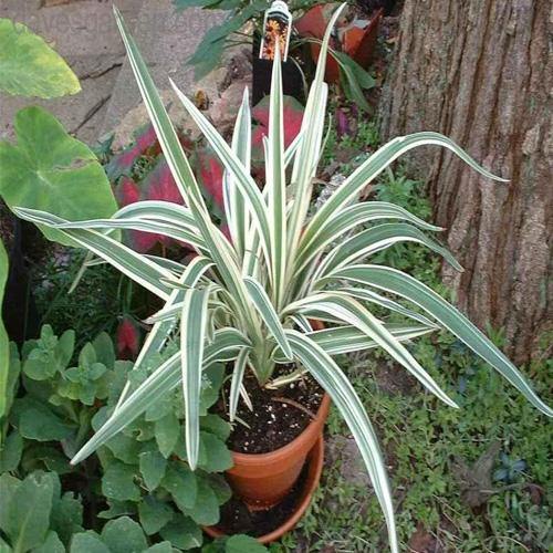 Dianella Tasmanica, Variegata, Tasman Flax-lily