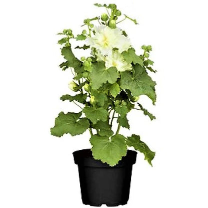 Hollyhocks Flower Plant, Alcea