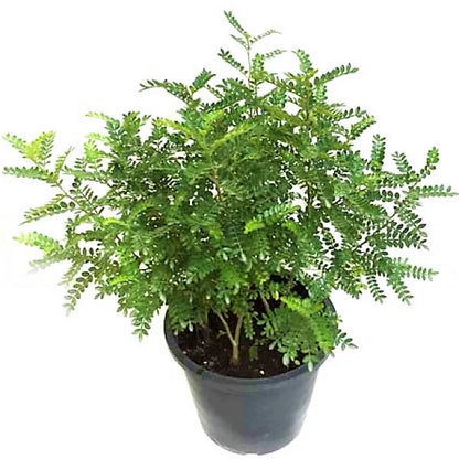 Zanthoxylum Odorum, Lemon Pepper Plant