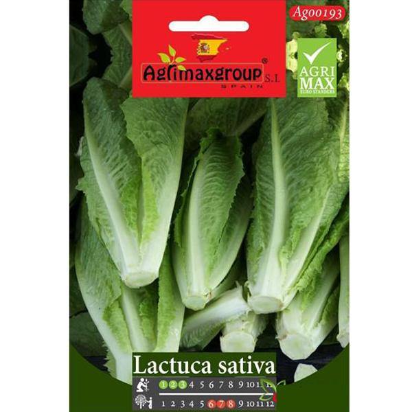 Lactuca Sativa Seeds