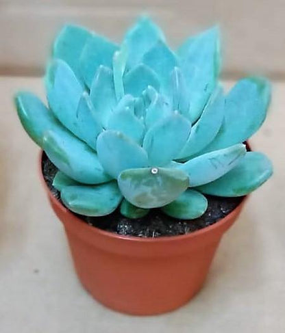 Echeveria succulent