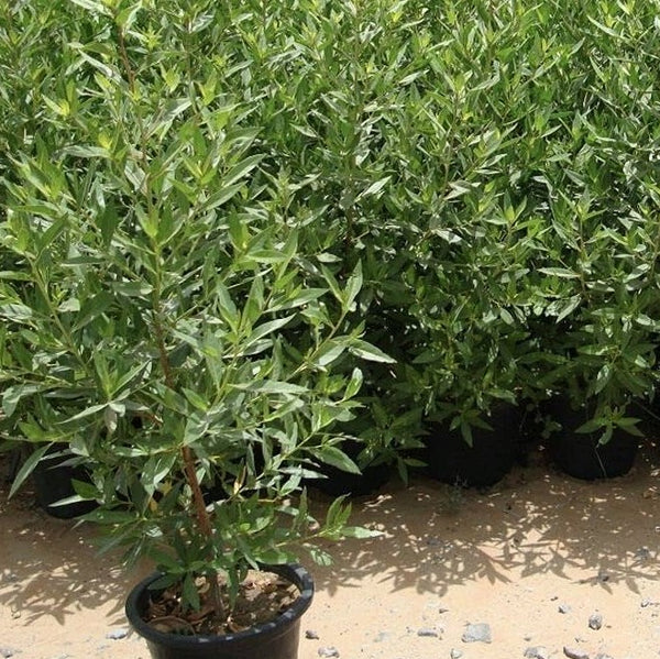 Damas tree, Conocarpus erectus