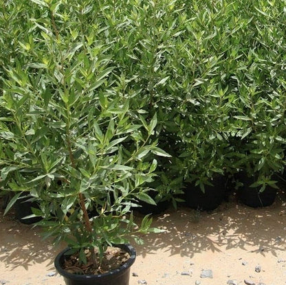 Damas tree, Conocarpus erectus