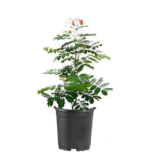 Caesalpinia pulcherrima, Peacock Flower