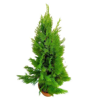 Thuja Orientalis