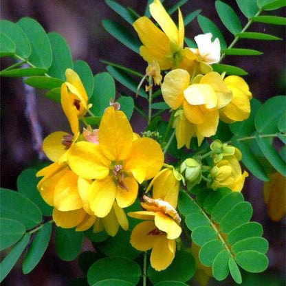 Cassia Surattensis, Scrambled Egg Plant