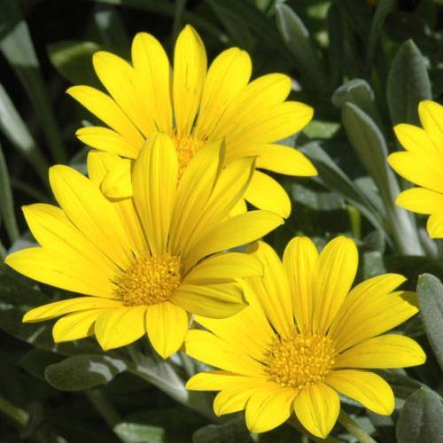Gazania Uniflora, Treasure Flower (small)