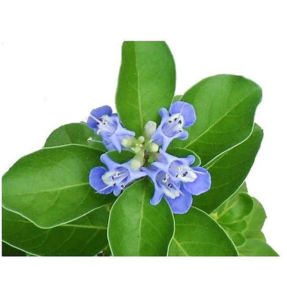 Vitex Rotundifolia, Beach Vitex