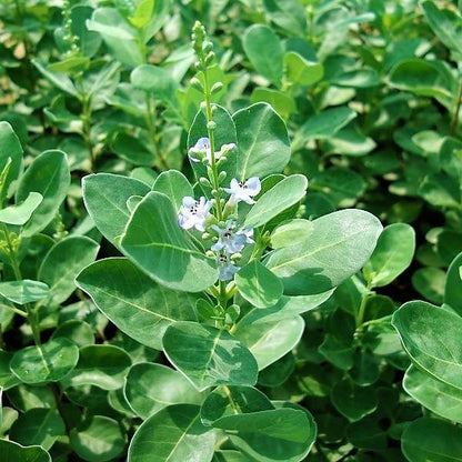 Vitex Rotundifolia, Beach Vitex