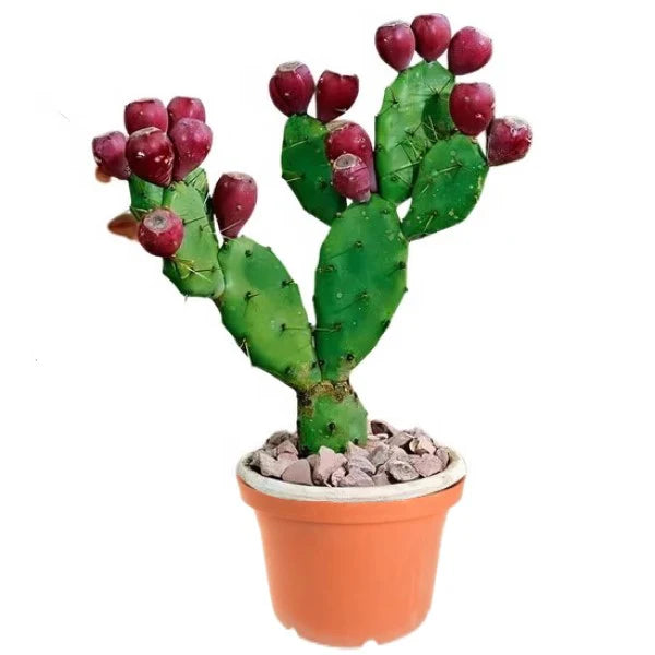 Opuntia Ficus Indica, Barbary Fig, Indian Fig