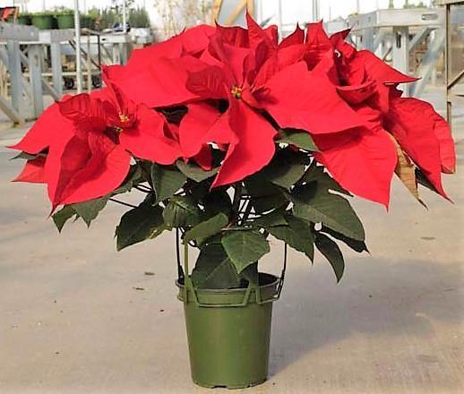Euphorbia Pulcherrima (Titan Red), Poinsettia