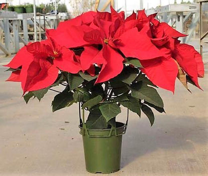 Euphorbia Pulcherrima (Titan Red), Poinsettia