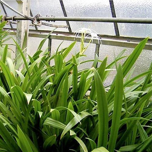 Spider Lily, Hymenocallis Littoralis, Lilly