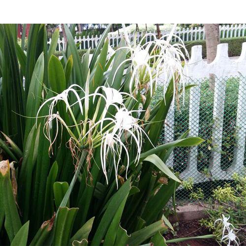 Spider Lily, Hymenocallis Littoralis, Lilly