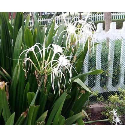 Spider Lily, Hymenocallis Littoralis, Lilly